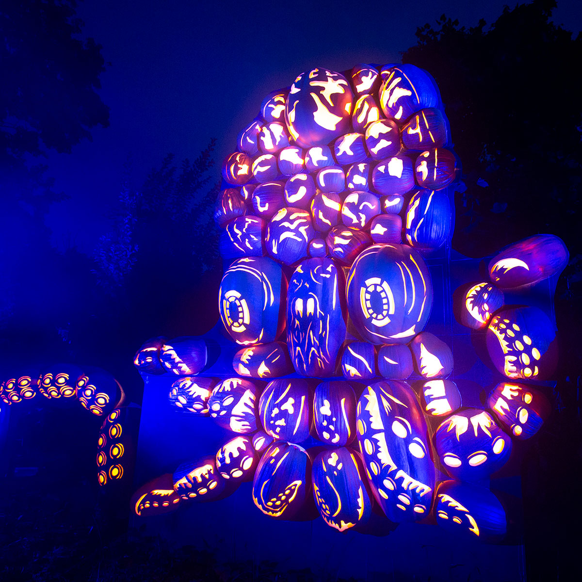 Pumpkin Octopus